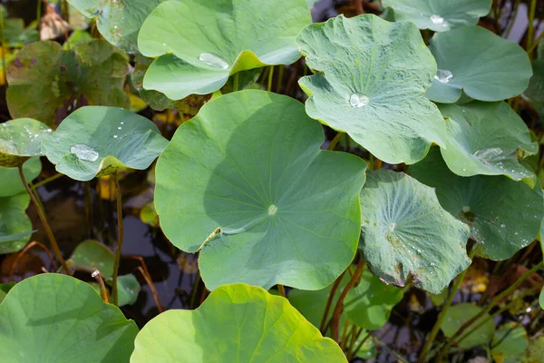 Zielone Liście Kwiat Lotosu — Zdjęcie stockowe