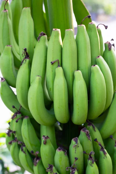Frutas Banana Banana Verde Fresca — Fotografia de Stock