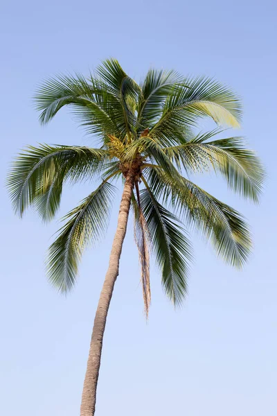 Kokosnoot Palmboom Met Blauwe Lucht — Stockfoto
