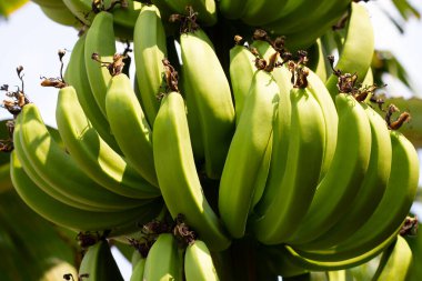 Young banana fruit on banana tree
