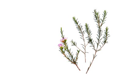 Beyaz arkaplanda pembe beyaz balmumu çiçeği.