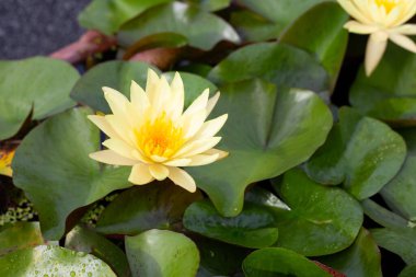 Beautiful pink water lily. Lotus flower with green leaves in a pond