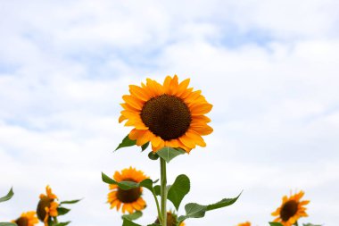 Ayçiçeği alan, güzel yaz manzara.