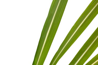 Beyaz arkaplanda şeker kamışı yaprakları.