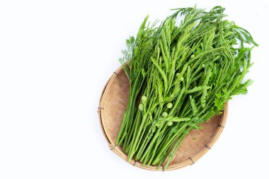 Leucaena löcocephala beyaz arkaplanda izole edildi