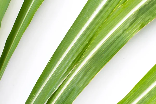 stock image Sugar cane leaves on white background.