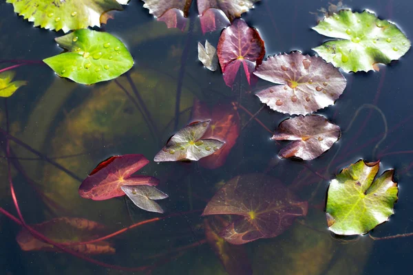 Gyönyörű Lótuszvirág Levelek — Stock Fotó