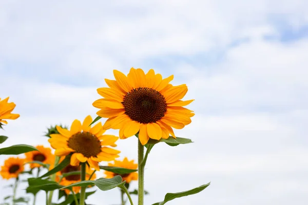Sonnenblumenfeld Schöne Sommerlandschaft — Stockfoto