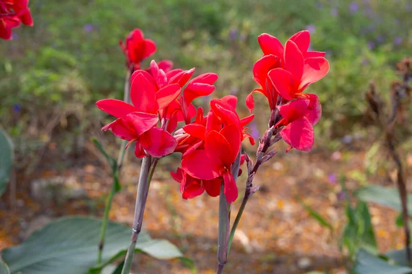 Όμορφο Κόκκινο Λουλούδι Canna Πράσινα Φύλλα Στον Κήπο — Φωτογραφία Αρχείου