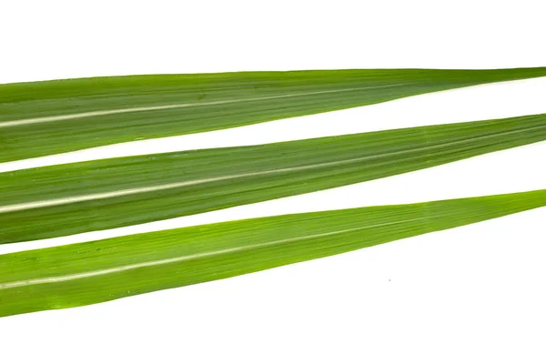 Листья Сахарного Тростника Белом Фоне — стоковое фото
