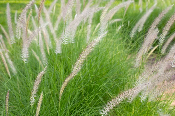 Fountain Grass Pennisetum Alopecuroides — 스톡 사진