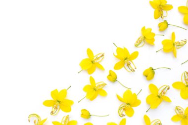 Beyaz arkaplanda Cassia fistül çiçeği.