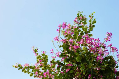 Bauhinia purpurea tree with pink flower