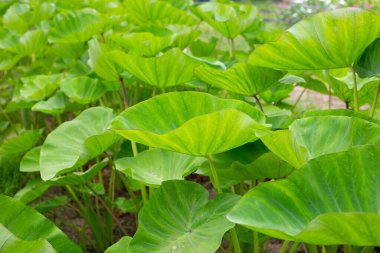 Taro bahçesi, taro ekimi.