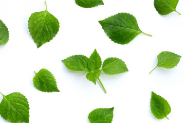 Beyaz arkaplanda ağaç fesleğeni yaprakları (Ocimum gratissimum).