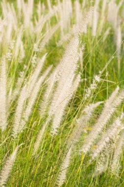Çeşme otu veya pennisetum alopecuroides