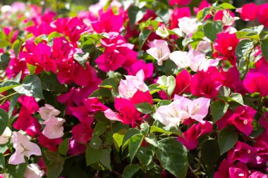 Beautiful bougainvillea flowers with green leaves