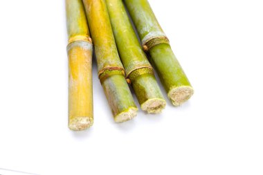 Beyaz zemin üzerine şeker kamışı.