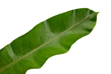 Heliconia leaves on white background.