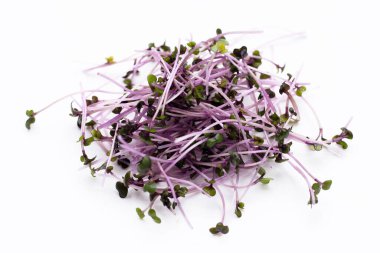 Beyaz arka planda organik kırmızı lahana filizleri.