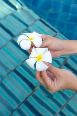 Plumeria or Frangipani flowers in hands. Blue swimming pool