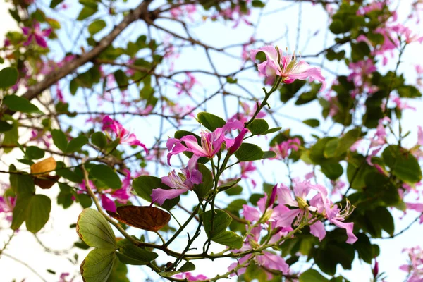 紫杉树 粉红花 — 图库照片
