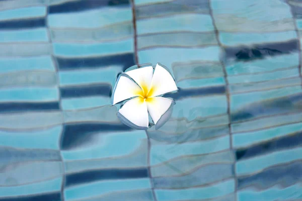 Plumeria or Frangipani flowers in the swimming pool. Top view