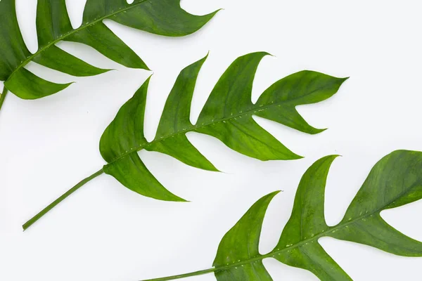Rhaphidophora Tetrasperma Mini Monstera Green Leaves — Foto Stock