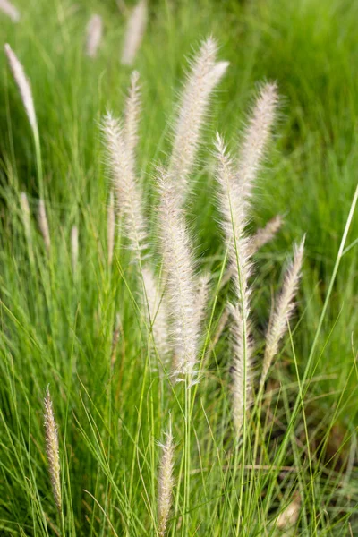 Fountain Grass Pennisetum Alopecuroides — ストック写真