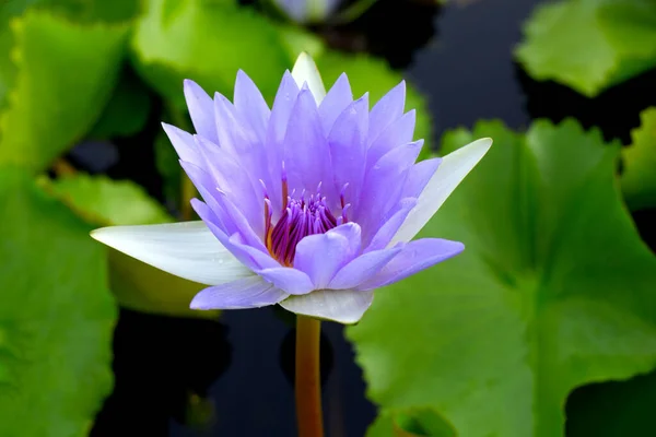 stock image Beautiful purple water lily. Lotus flower with green leaves