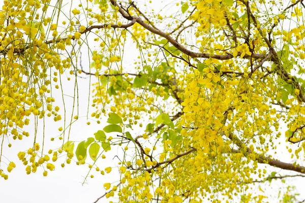 Cassia Fistula Květ Stromě — Stock fotografie