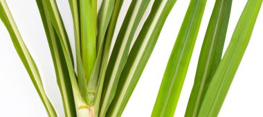 Beyaz arkaplanda şeker kamışı yaprakları.