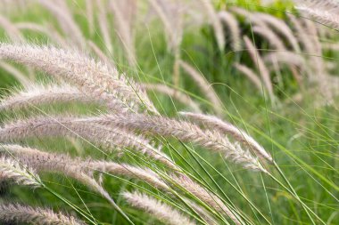 Fountain grass or pennisetum alopecuroides