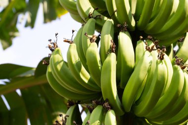 Young banana fruit on banana tree