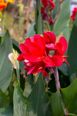 Bahçede yeşil yaprakları olan güzel bir çiçek.
