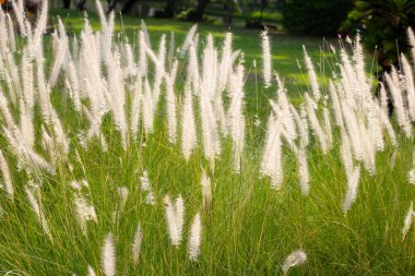 Fountain grass or pennisetum alopecuroides