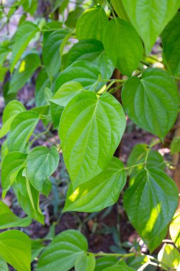 Bahçede yeşil betel yaprakları