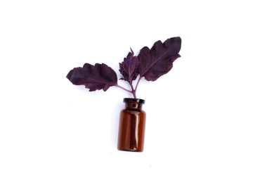 Fesleğen yaprakları beyaz arka planda gerekli yağ şişelerinde.