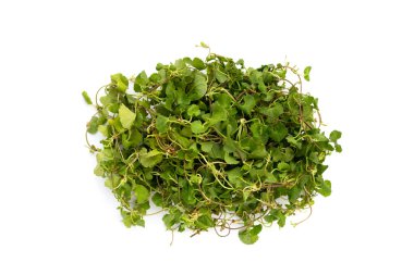 Gotu kola bitkisi veya Asya pennywort, Hint pennywort