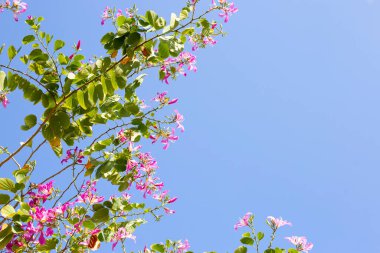 Bauhinia purpurea tree with pink flower