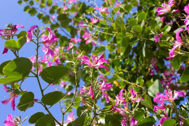 Bauhinia purpurea tree with pink flower