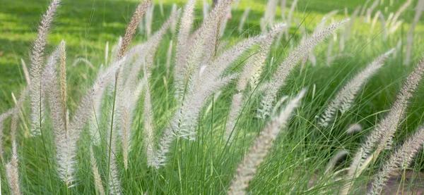 Fountain Grass Pennisetum Alopecuroides — Foto de Stock