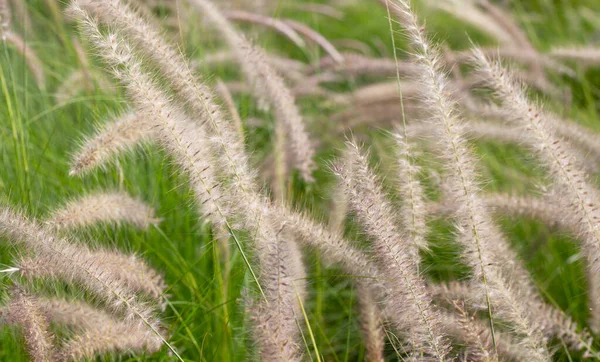 Fountain Grass Pennisetum Alopecuroides — Stock Photo, Image