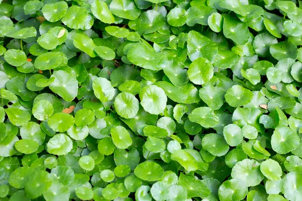 Νωπά Πράσινα Φύλλα Centella Asiatica — Φωτογραφία Αρχείου