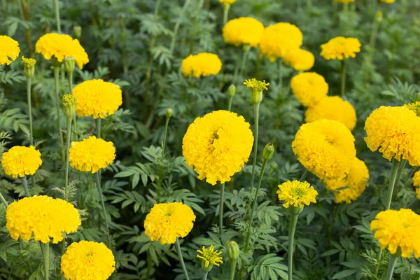 stock image Yellow marigold flower in garden