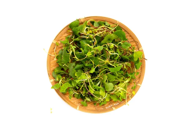 Gotu Kola Plant Aziatische Pennywort Indiase Pennywort — Stockfoto