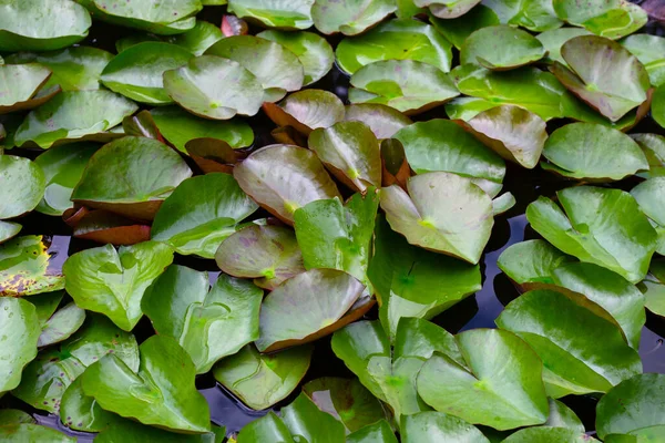 Schöne Blätter Der Lotusblume — Stockfoto