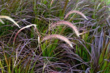 Çeşme otu veya pennisetum alopecuroides