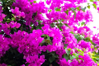 Beautiful bougainvillea flowers with green leaves