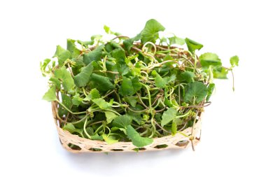 Gotu kola bitkisi veya Asya pennywort, Hint pennywort